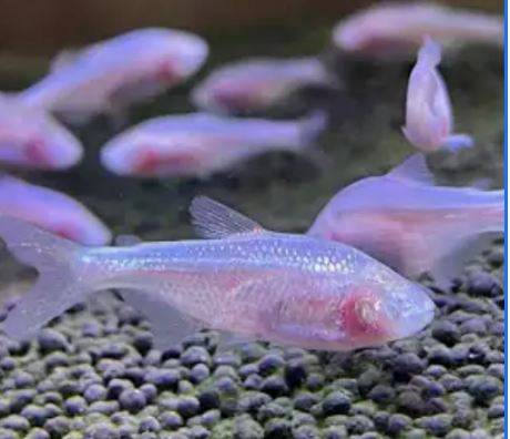 Eyeless Cavefish: The Mexican tetra (Astyanax mexicanus)